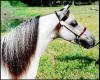 Miniature horses for sale by Double bred pinto son of Boones Little Buckeroo and National Top Ten Halter Champion mini horse - Little King's Almighty Buck