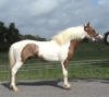 Wild pinto colored miniature - Blaze of Glory
