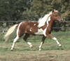 Pizzazz - mini horse colt for sale