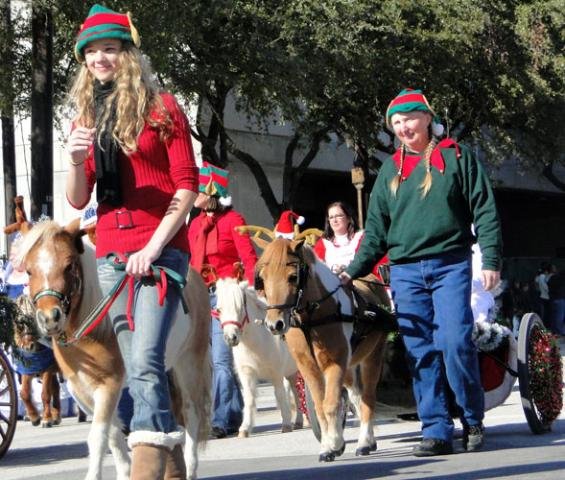 Miniature horses at Houston's HEB Thanksgiving Day Parade 