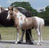 Homozygous pinto mini colt, HCM Buck's Artfully Done.jpg (138711 bytes)