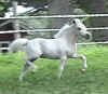 Cameo's colt trot.jpg (21820 bytes)