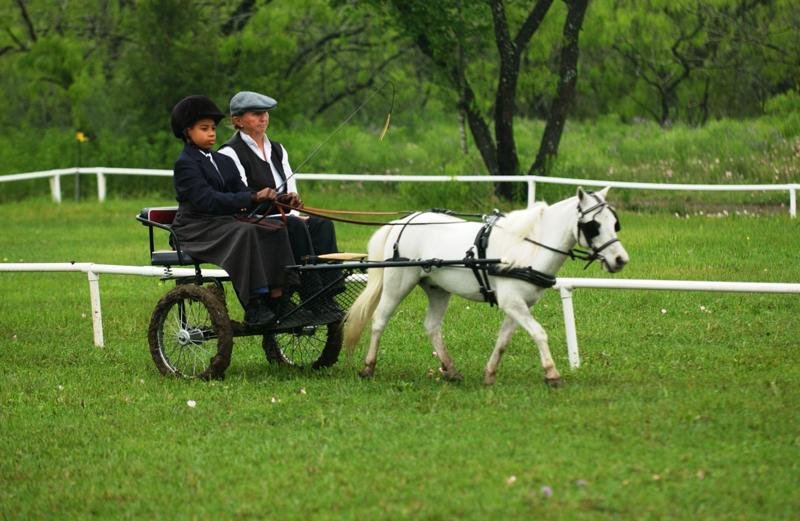Reggie Glover !st Place Dressage at Very Small Equine Combined Driving Event