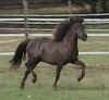 Frosty a Mini horse filly trotting