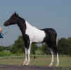 AMHA Senior Stallion Harness Grand Champion Miniature Horse 