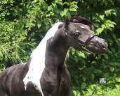 Mini Pferd - HCM X-Caliber's Bolero - Jacky Stables Netherlands