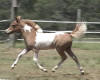for sale miniature horse filly, Liberty Belle