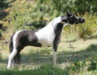 photo of miniature horse stallion HCM War Paint's Hi Tech - Howling Hills