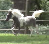 Trot.jpg (14175 bytes)