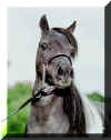Miniature horses for sale sired by Landry's War Paint, National Top Ten Senior Stallion (3rd) Mini horse