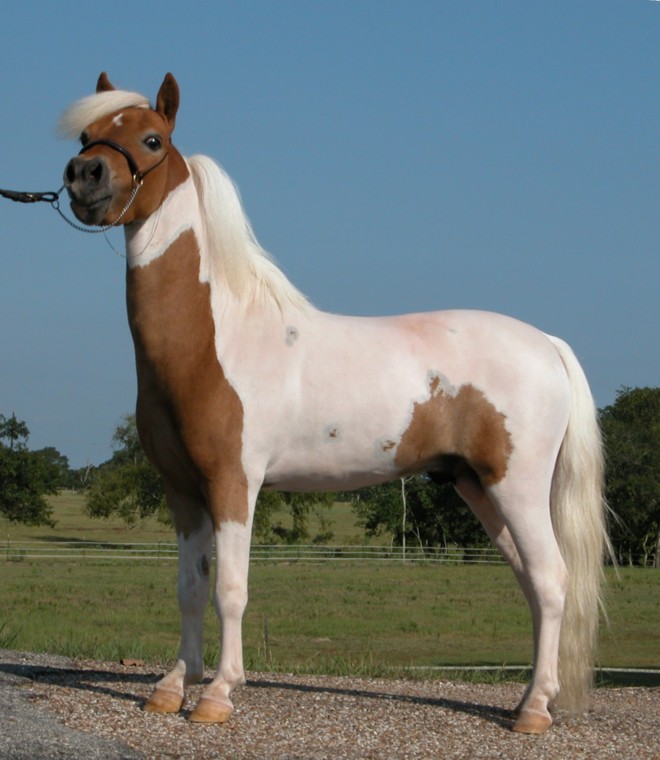 HCM Navajo's X-Caliber - homozygous pinto stallion