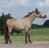 Tiny Miniature horse filly 