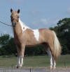 Homozygous mini mare for sale