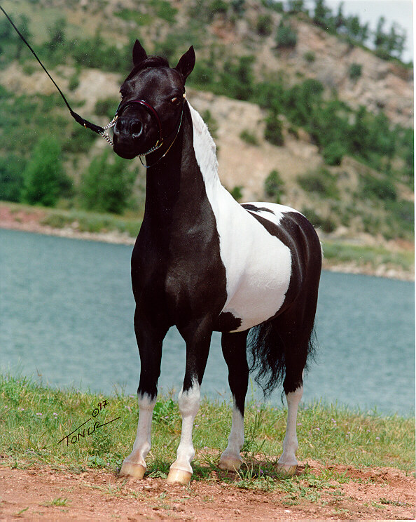 X-Caliber's Little Navajo - heterozygous pinto miniature horse stallion